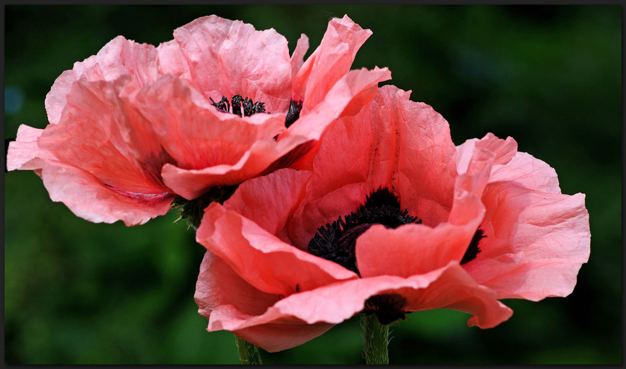 Klatschmohn