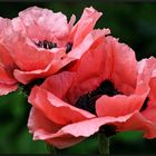 Klatschmohn