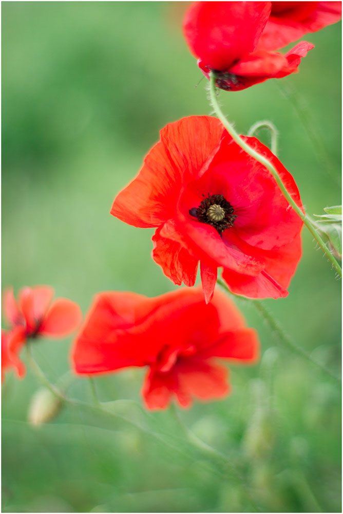 Klatschmohn