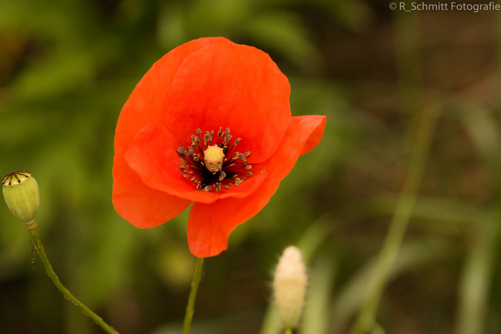 Klatschmohn 