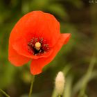 Klatschmohn 