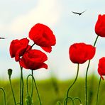 Klatschmohn