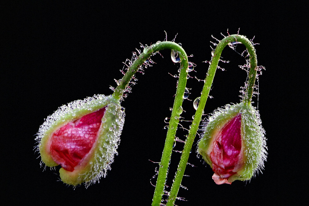 Klatschmohn