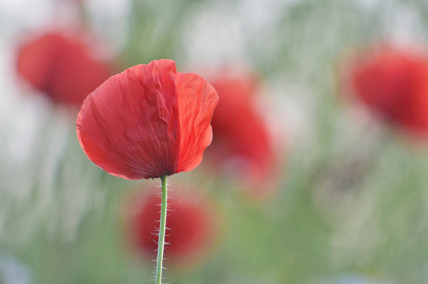 Klatschmohn 7