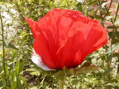 Klatschmohn