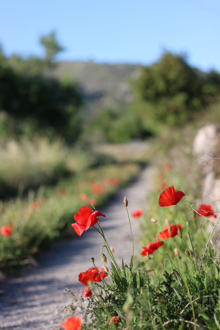 Klatschmohn