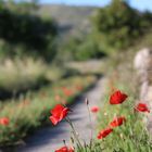 Klatschmohn