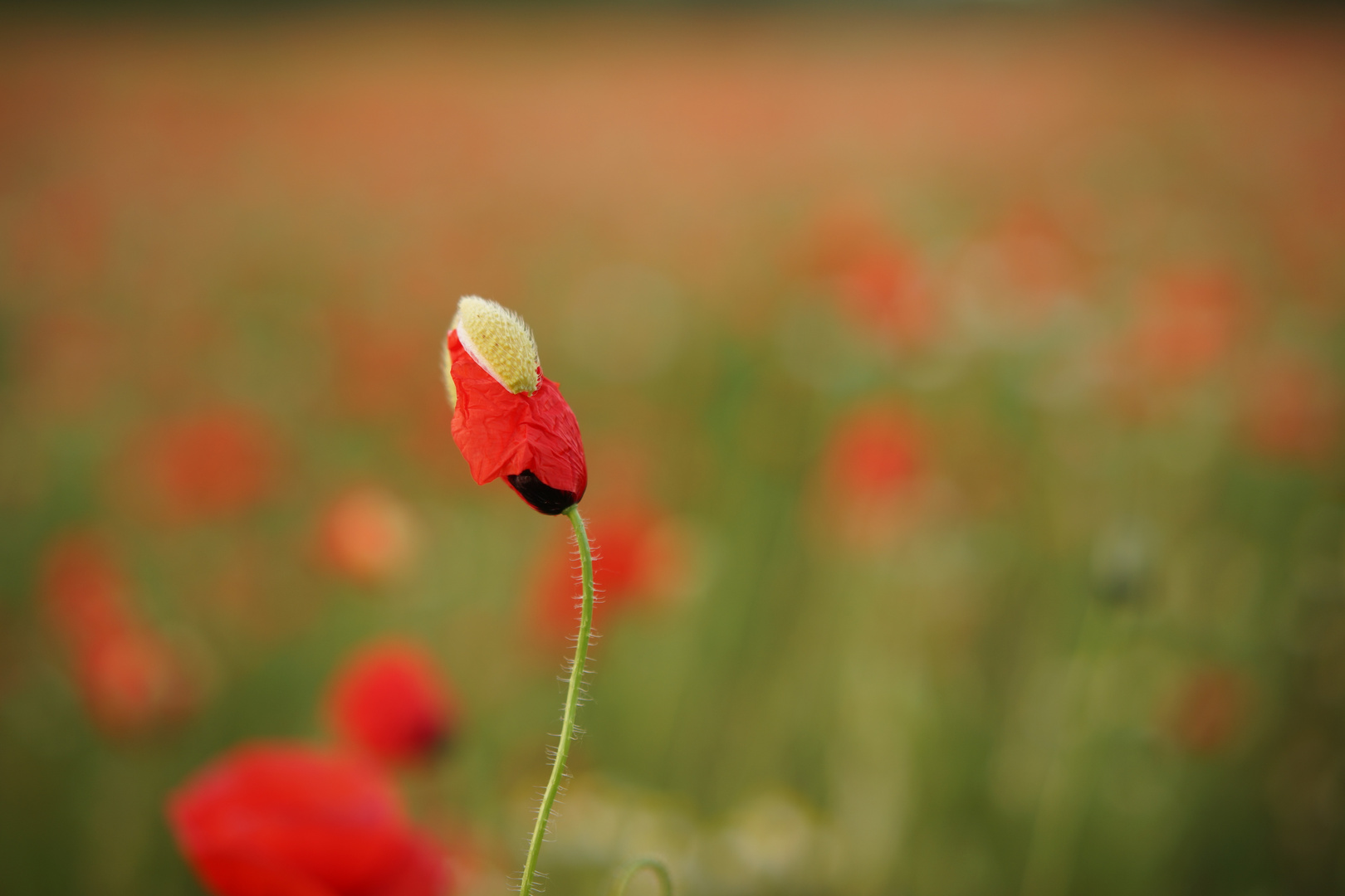 Klatschmohn