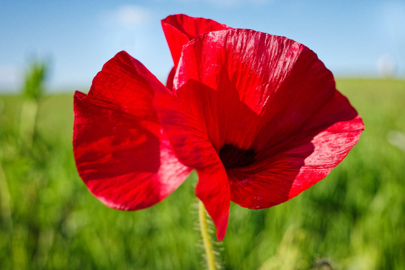 Klatschmohn