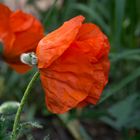 Klatschmohn