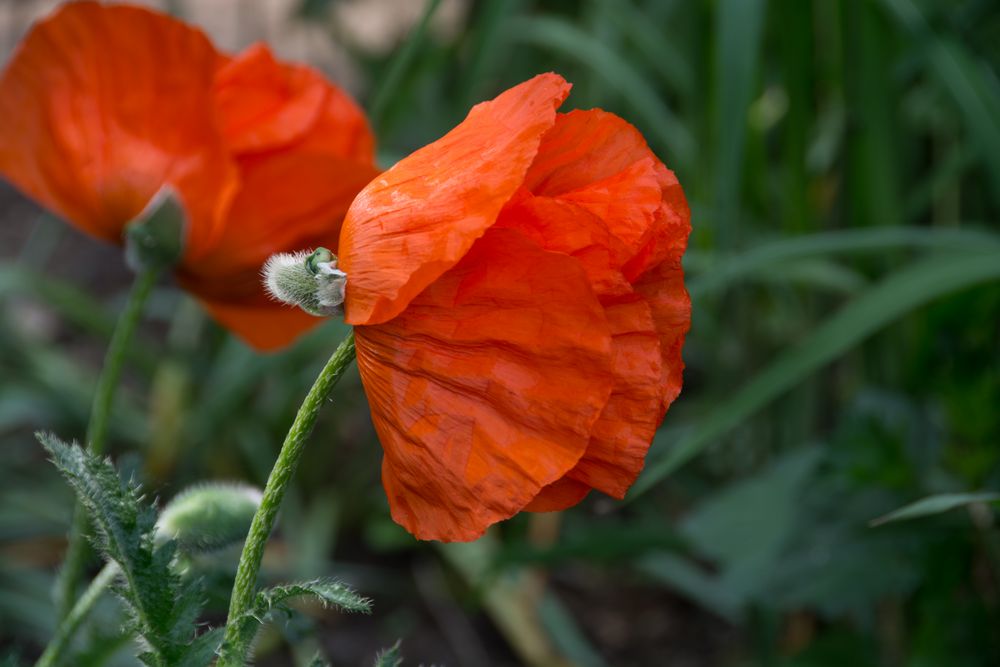 Klatschmohn