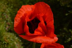 Klatschmohn