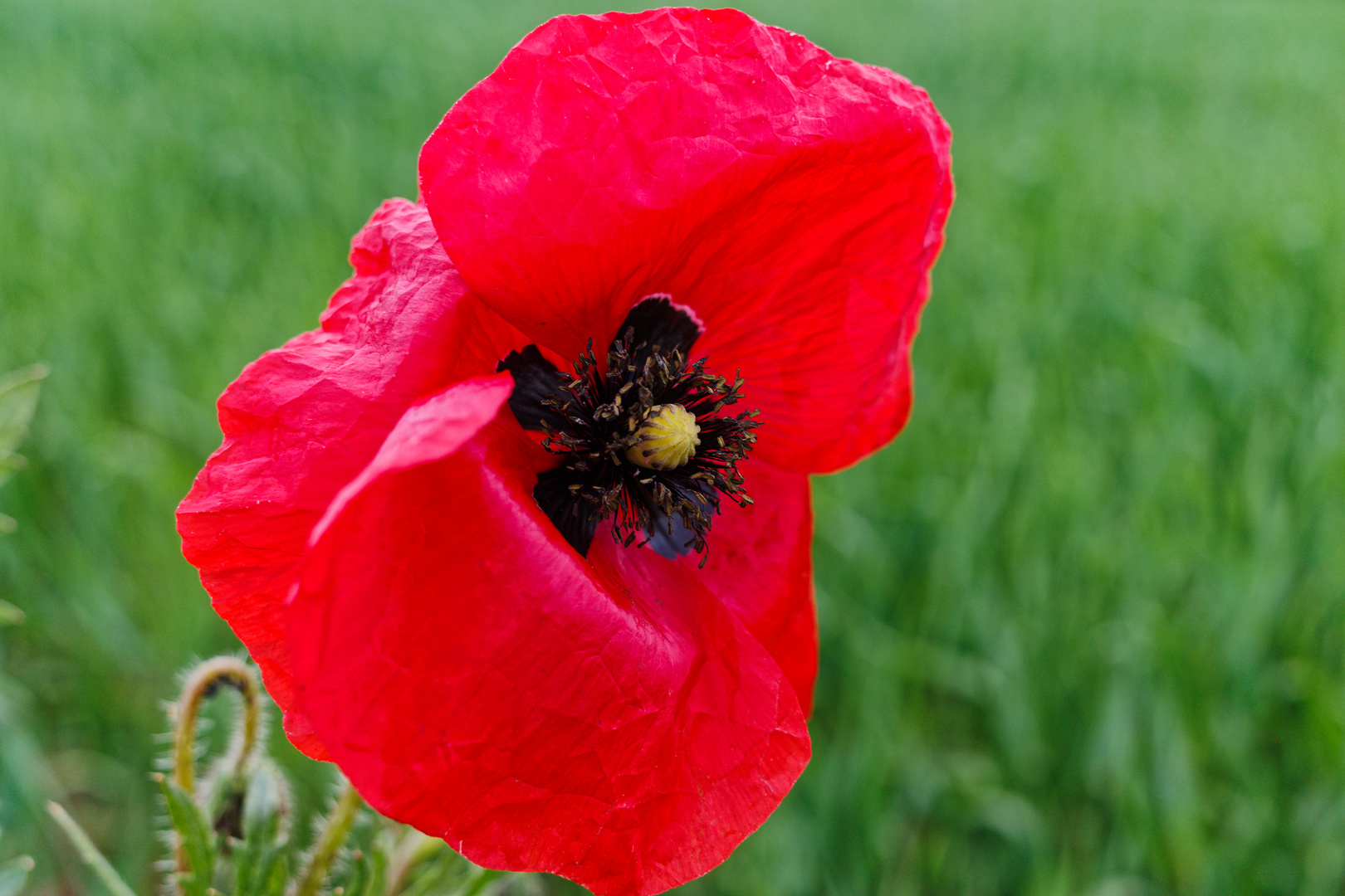 Klatschmohn