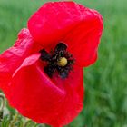 Klatschmohn