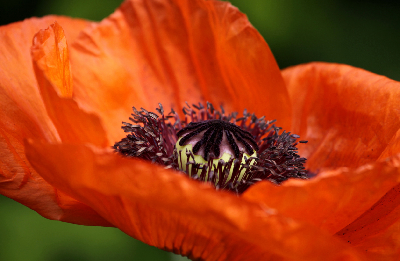 klatschmohn