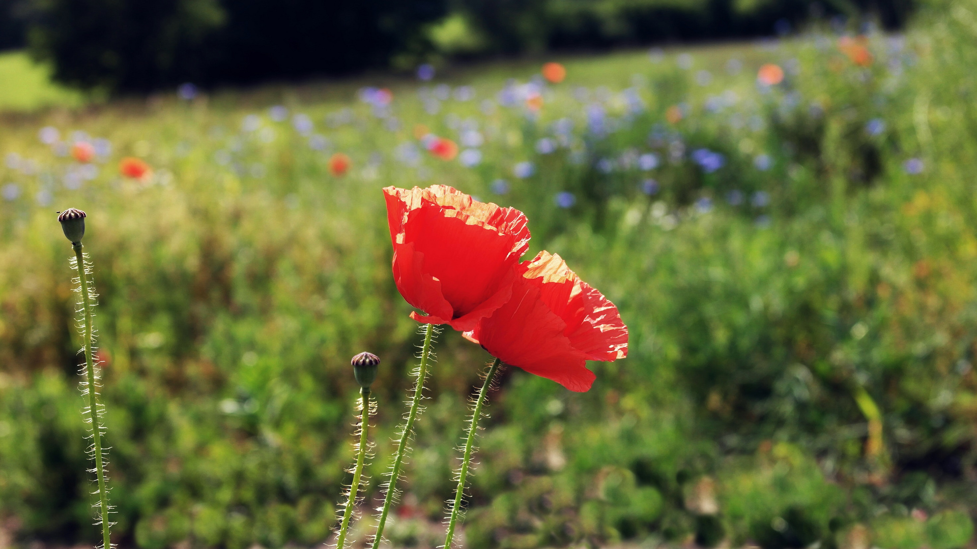 Klatschmohn