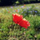 Klatschmohn