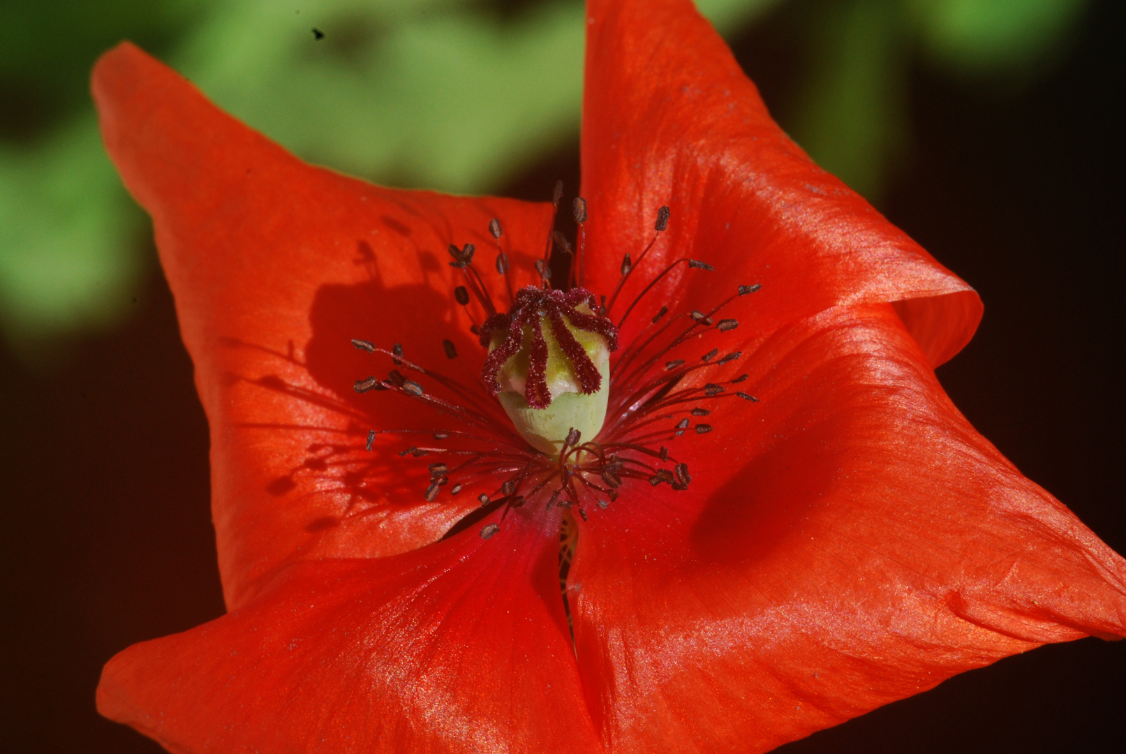 Klatschmohn