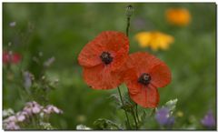 Klatschmohn