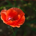 Klatschmohn