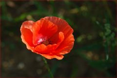 Klatschmohn