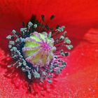 Klatschmohn