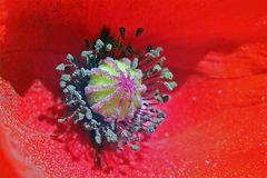 Klatschmohn