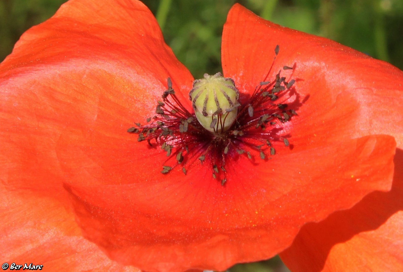 Klatschmohn