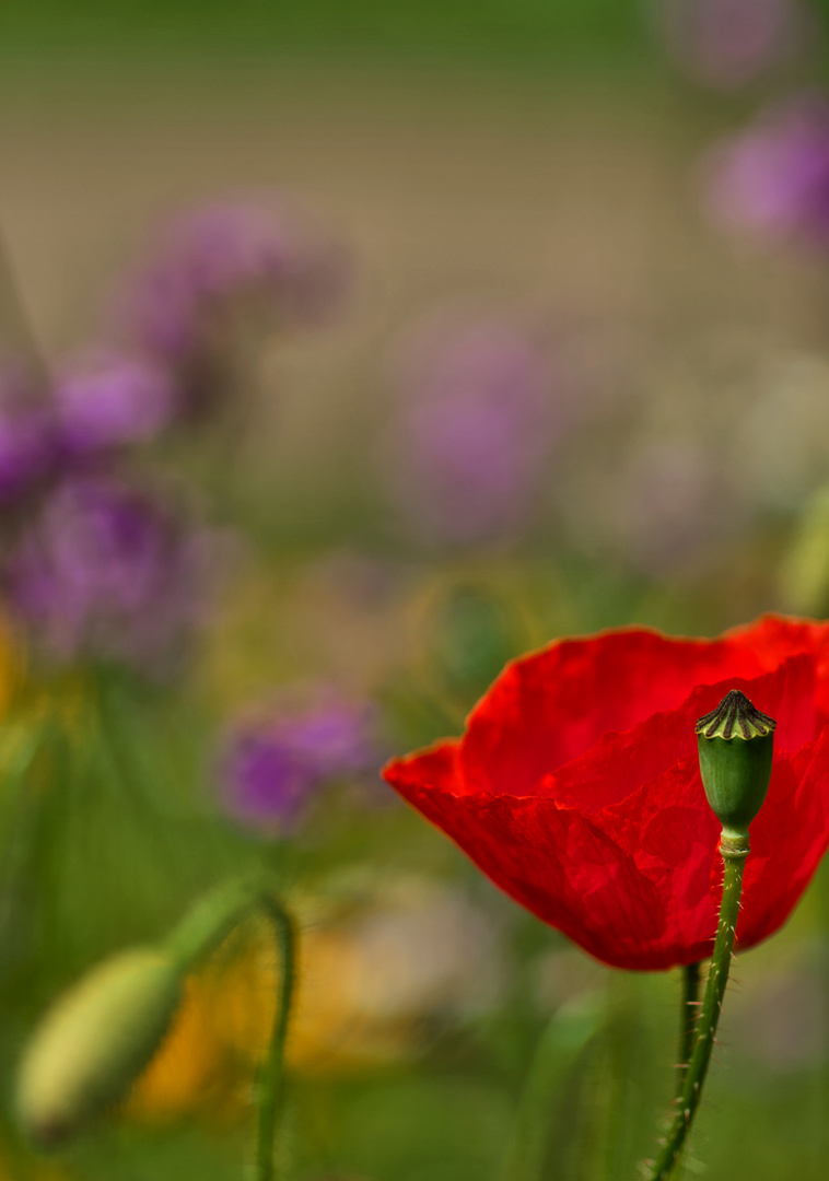 Klatschmohn