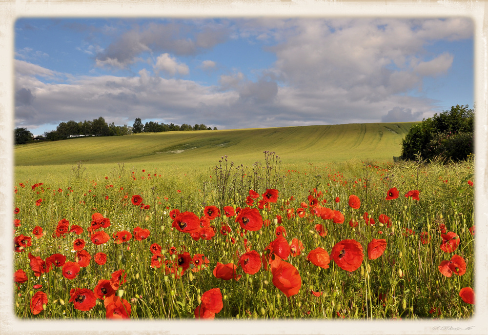 Klatschmohn................