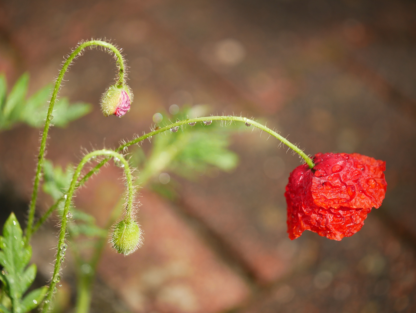 Klatschmohn