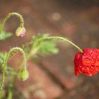 Klatschmohn