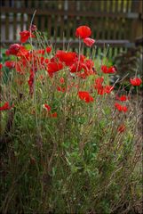 Klatschmohn