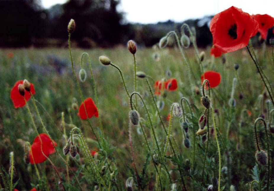 Klatsch|||Mohn