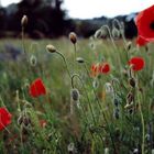 Klatsch|||Mohn