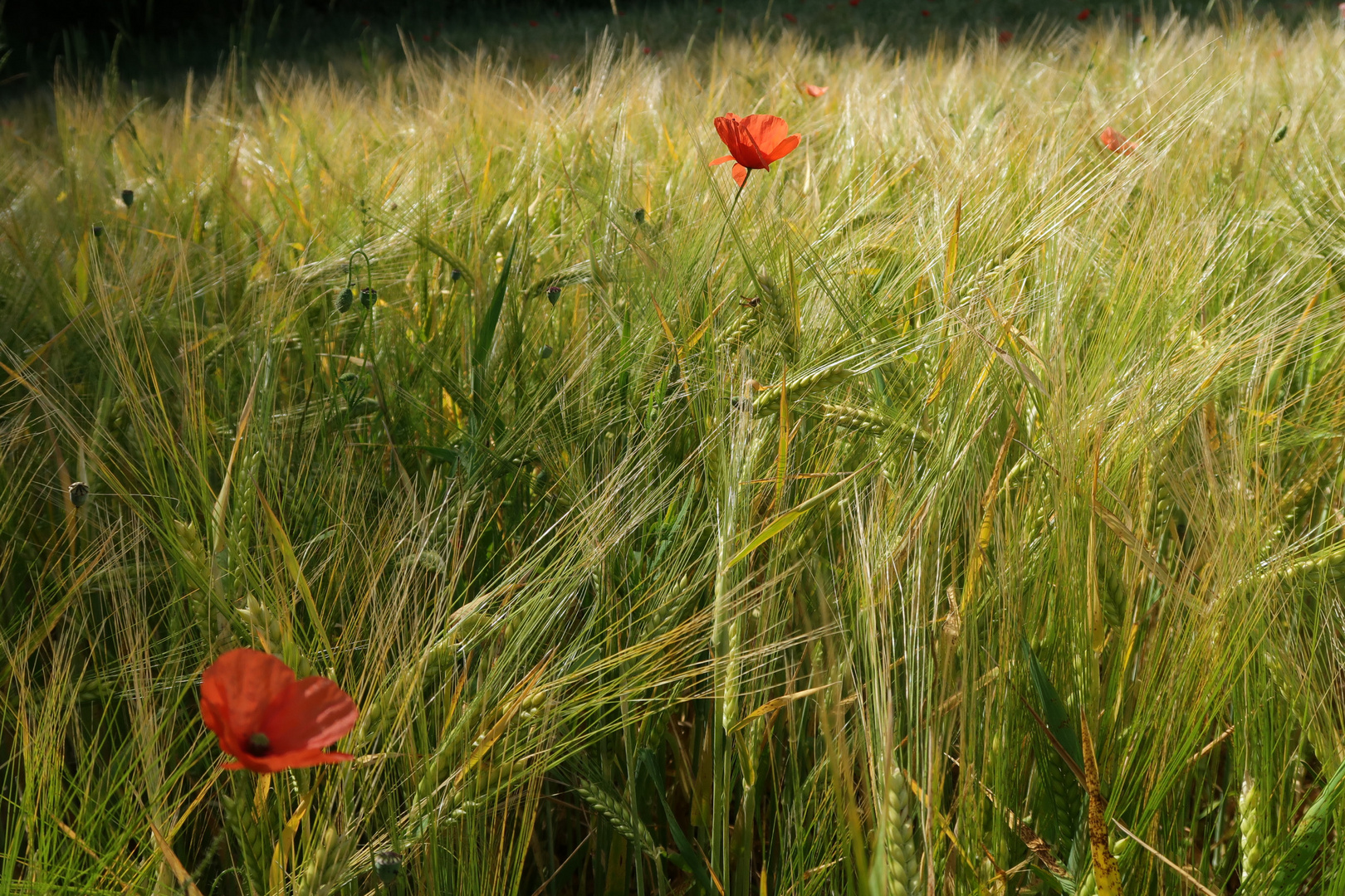 „ Klatschmohn“