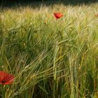 „ Klatschmohn“