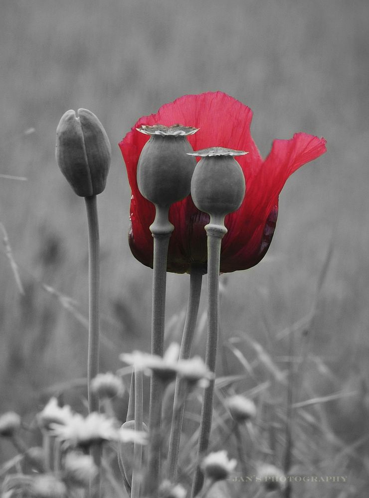 Klatschmohn