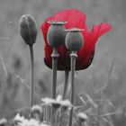 Klatschmohn