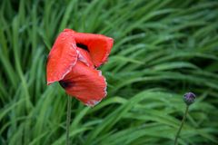 Klatschmohn