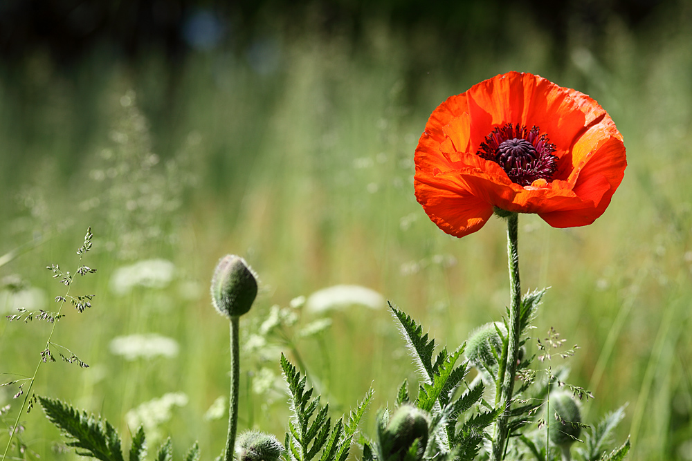 Klatschmohn