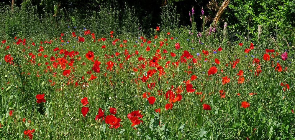 Klatschmohn