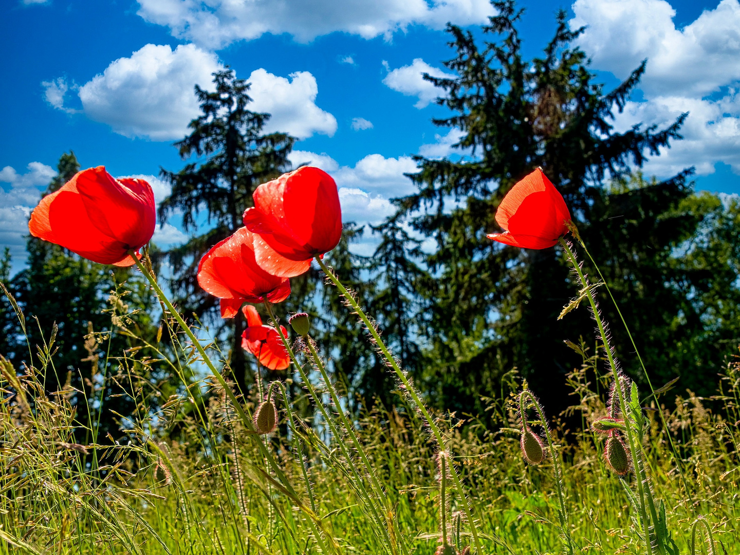 Klatschmohn