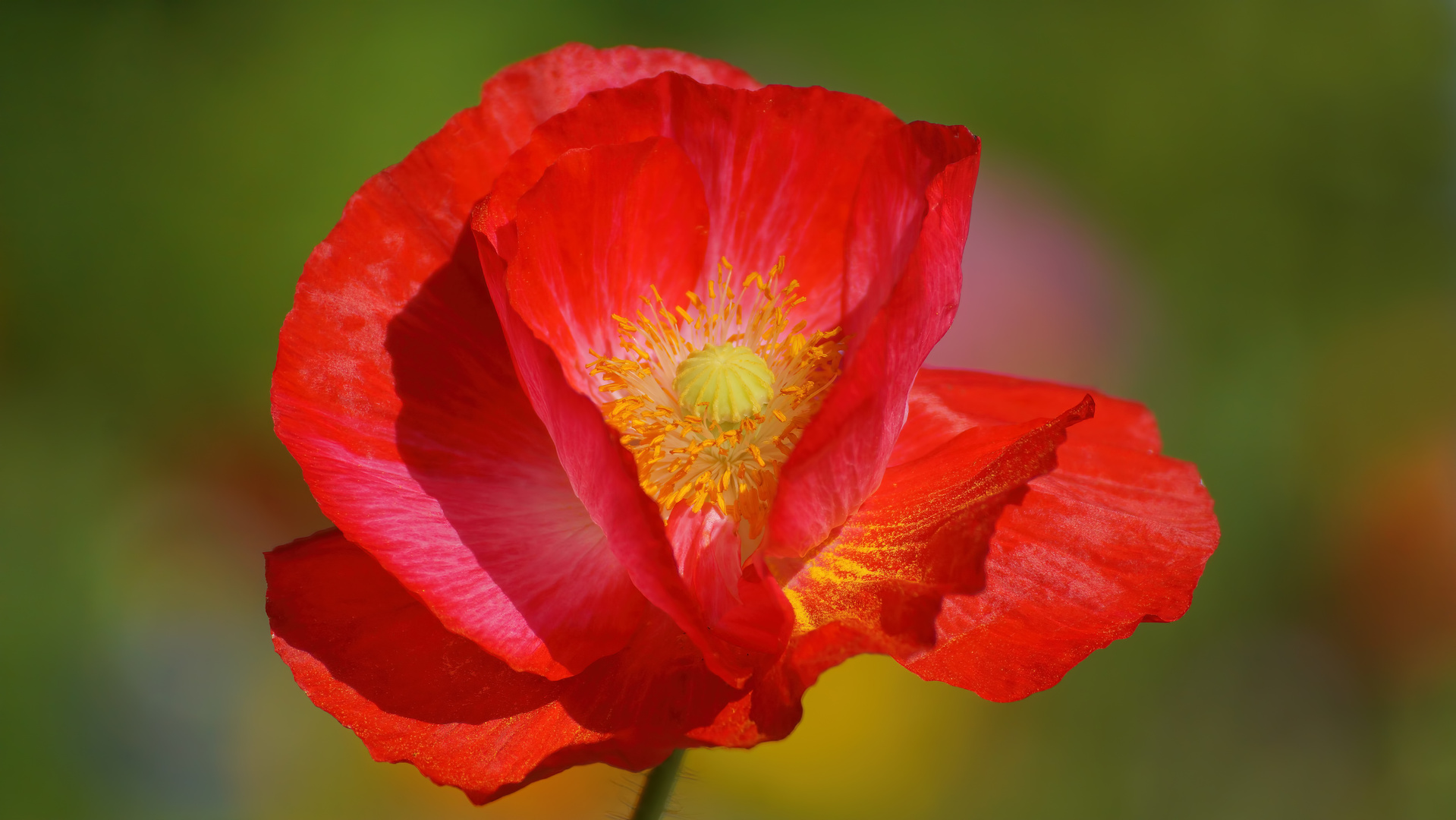 Klatschmohn