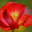 Klatschmohn