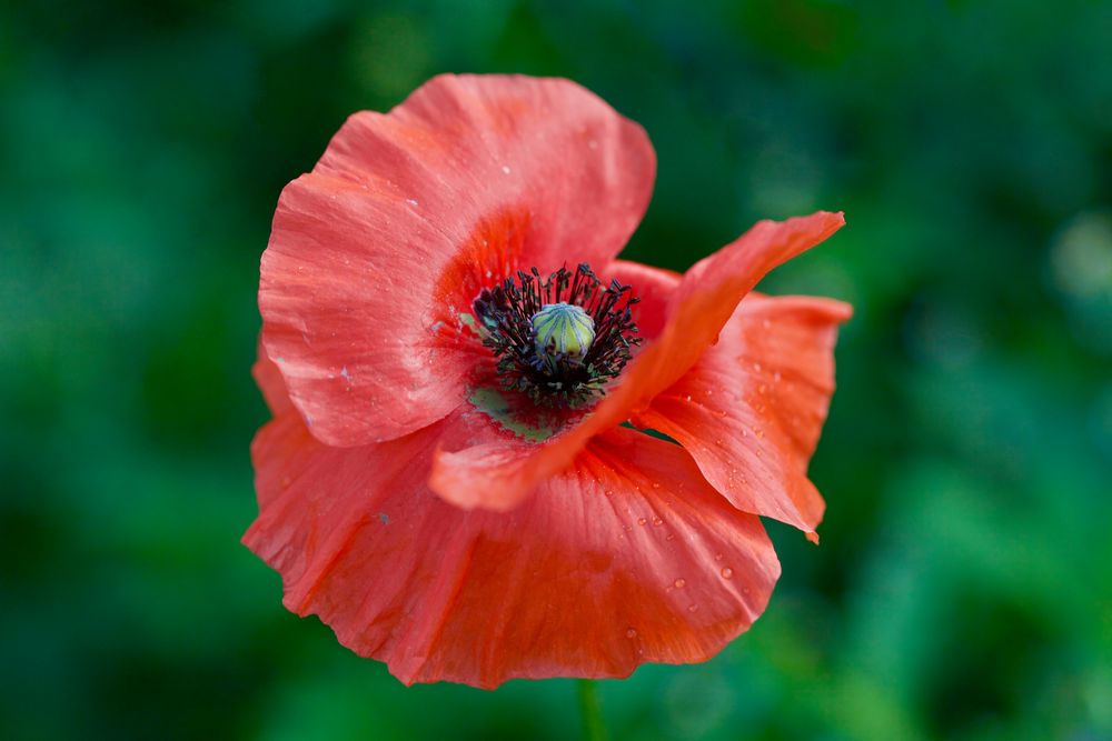 Klatschmohn