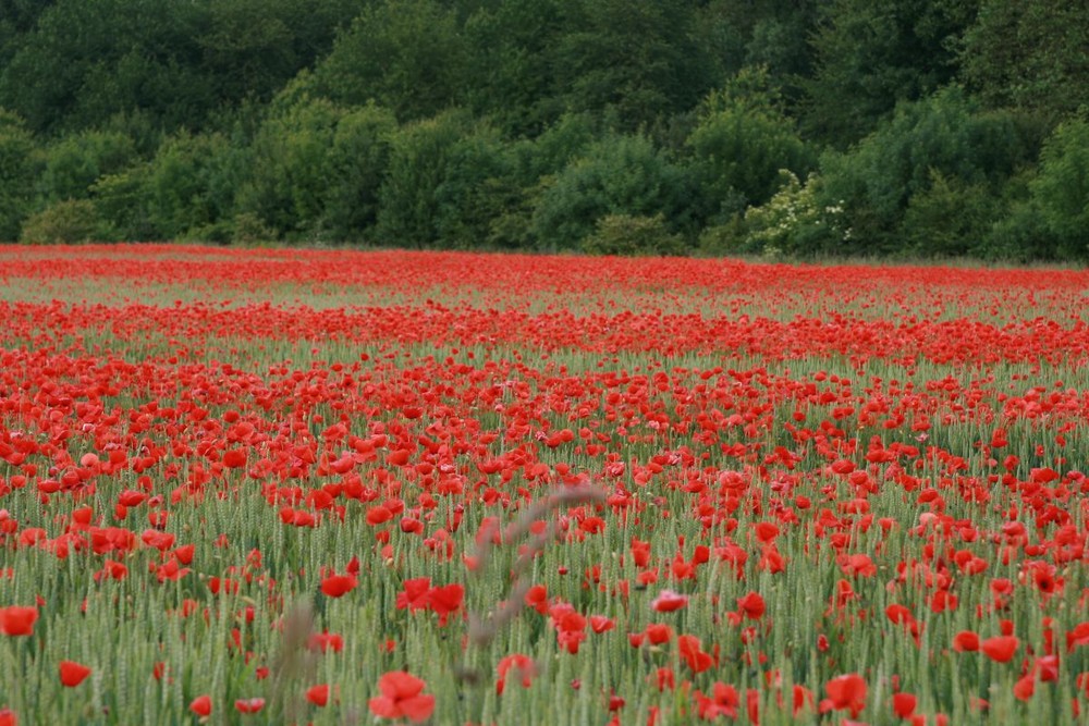 Klatschmohn