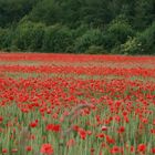 Klatschmohn