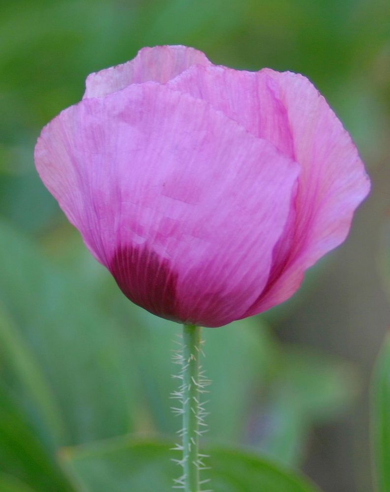 klatschmohn