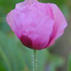 klatschmohn